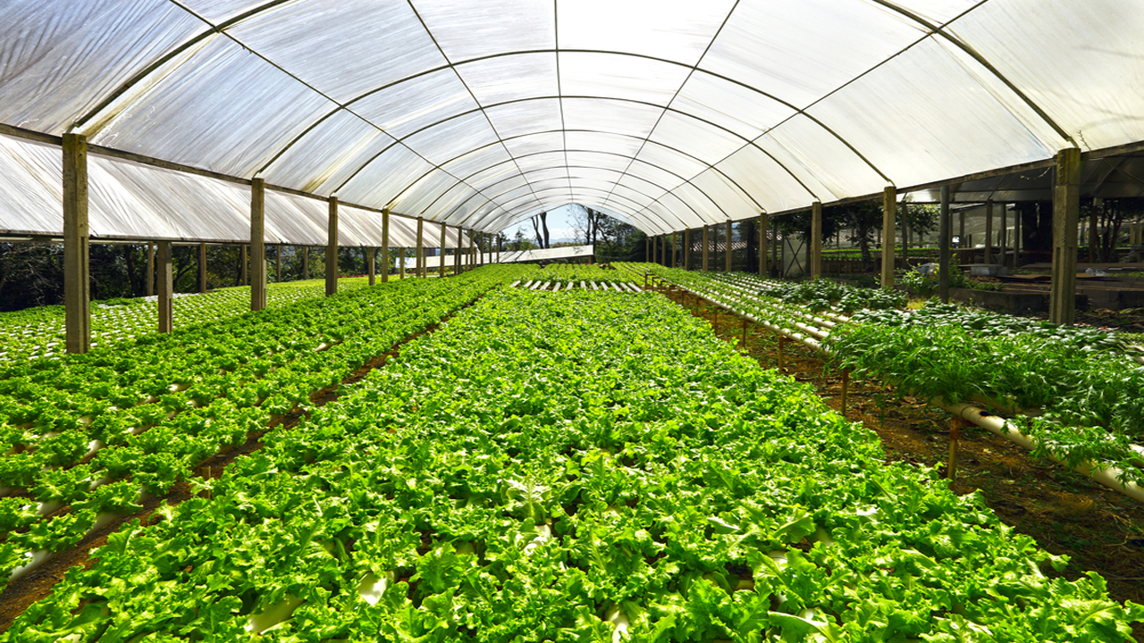 Agriculture Safety Nets