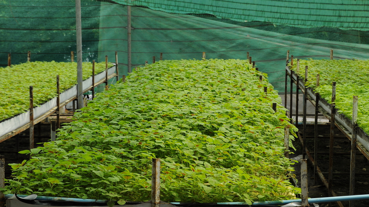 Farming Net in Pune