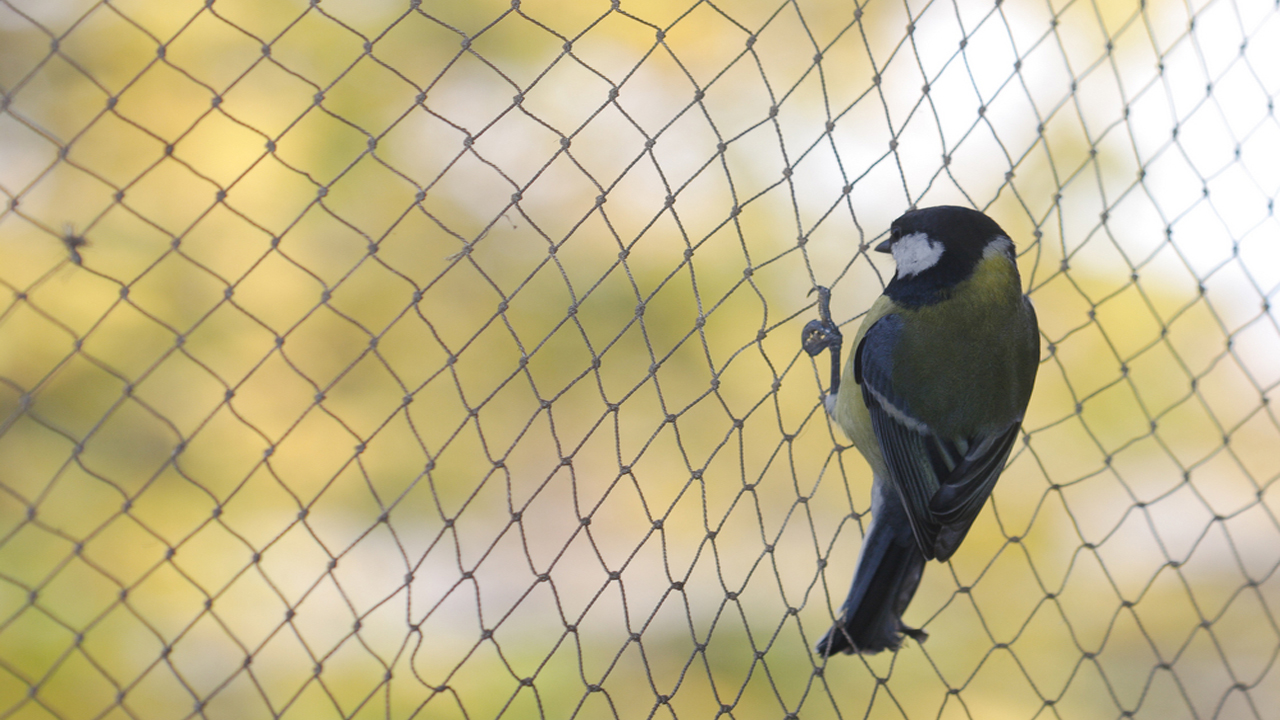 Anti bird Nets for Balcony in Baner