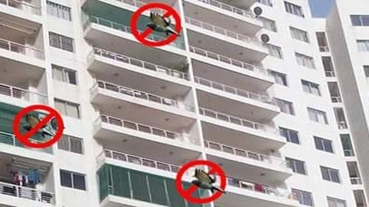Bird Safety Net in Pune