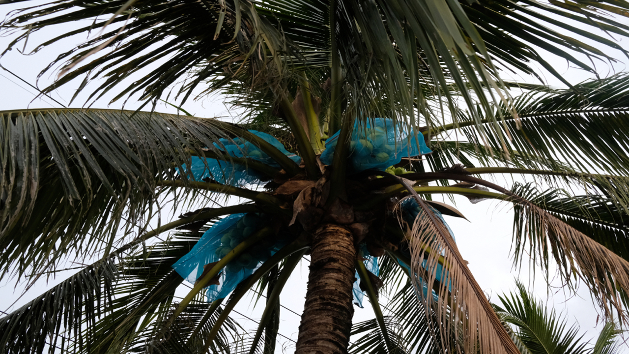 Coconut Net Fixing in Pune