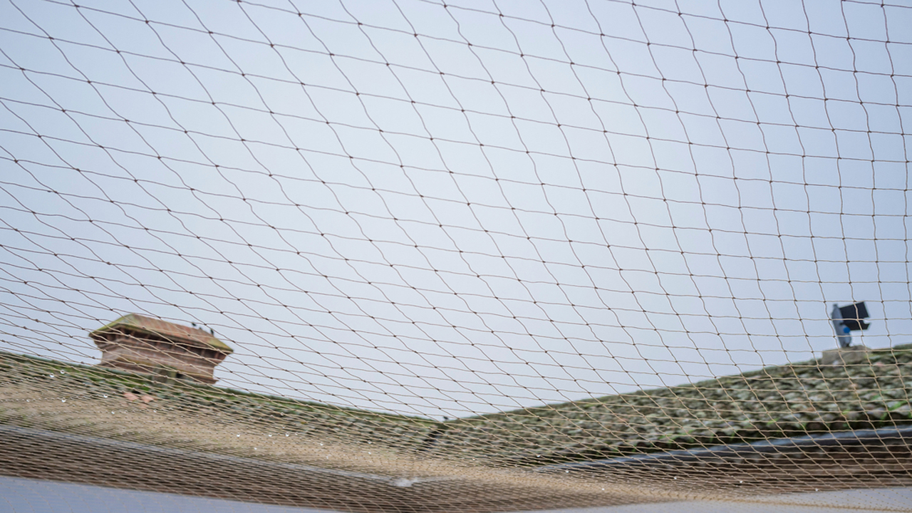 Pigeon Net