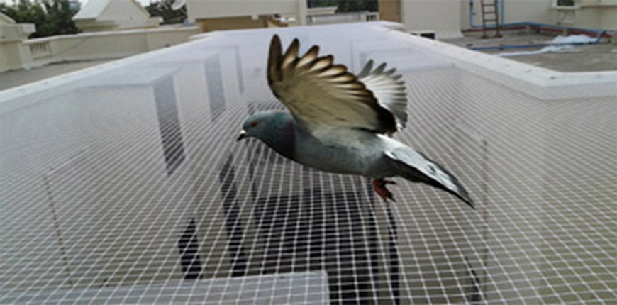 Anti bird Nets in Baner