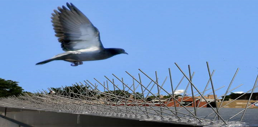 Bird Spikes in Hayath Nagar