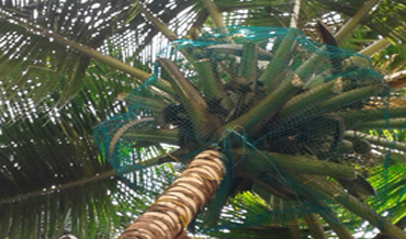 Coconut Safety Nets